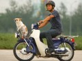 HONDA (j)׺ Super CUB50ԇ{